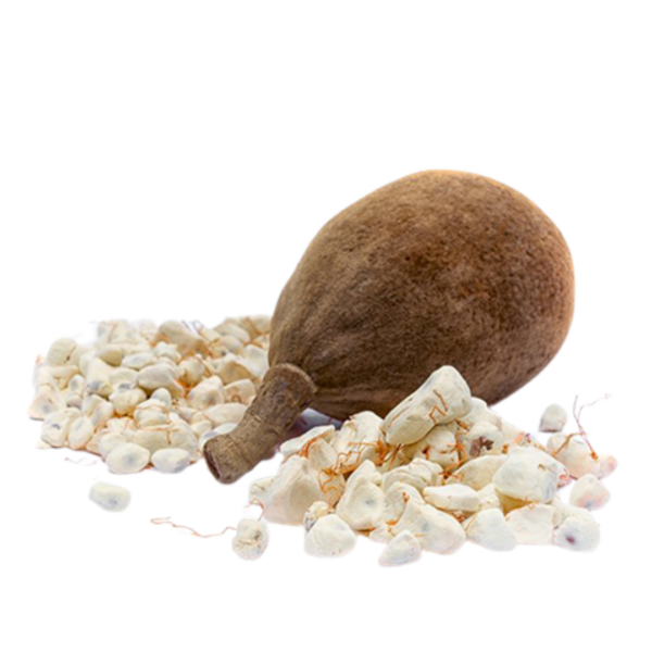 Múcua